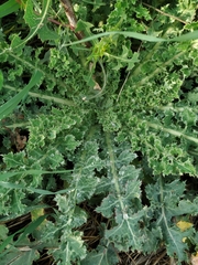 Sonchus asper
