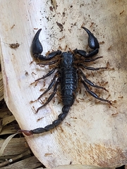 Sahyadrimetrus