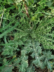 Sonchus asper