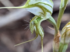 Pterostylis excelsa