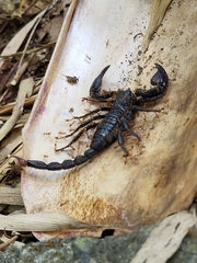 Sahyadrimetrus