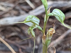 Pterostylis excelsa