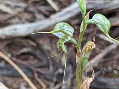 Pterostylis excelsa
