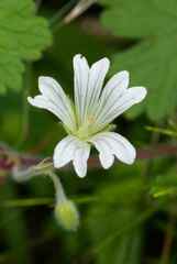 Geranium wakkerstroomianum
