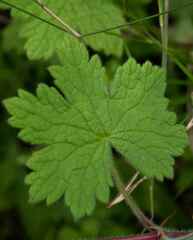 Geranium wakkerstroomianum