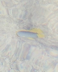 Chaetodon melannotus
