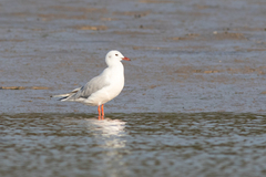 Chroicocephalus genei