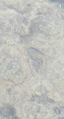 Chaetodon melannotus