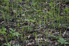 Carex pilosa