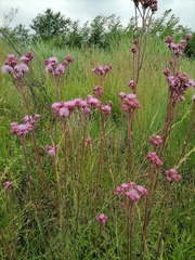 Campuloclinium macrocephalum