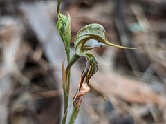 Pterostylis excelsa