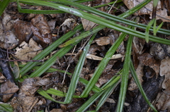 Carex pilosa