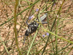 Lavandula coronopifolia