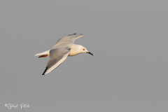 Chroicocephalus genei