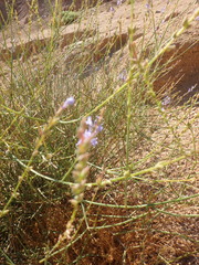Lavandula coronopifolia