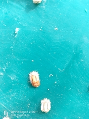 Conchyloctenia punctata