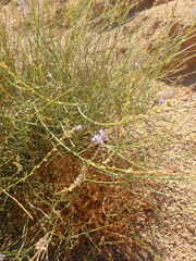 Lavandula coronopifolia