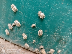 Conchyloctenia punctata