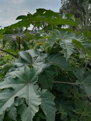 Ricinus communis