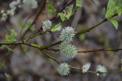 Salix caprea