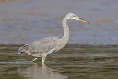 Egretta gularis