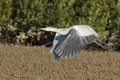 Ardea cinerea