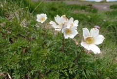 Pulsatilla alpina