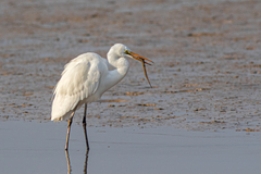 Ardea alba