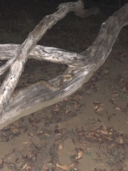 Trimorphodon quadruplex