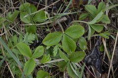 Fragaria viridis