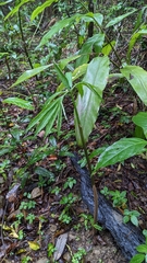 Arisaema heterophyllum