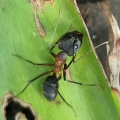 Camponotus lespesii