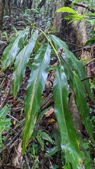 Alpinia