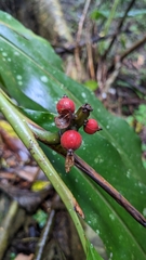 Alpinia
