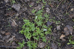 Potentilla argentea
