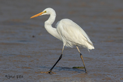 Ardea alba