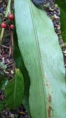 Alpinia