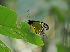 Troides amphrysus