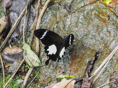 Papilio nephelus