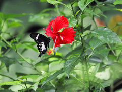 Papilio nephelus