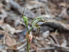 Pterostylis excelsa