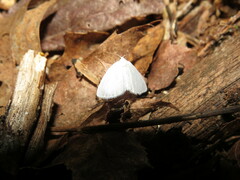 Lomographa vestaliata
