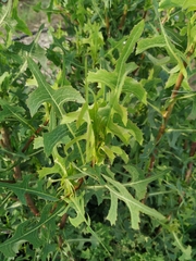 Lactuca serriola