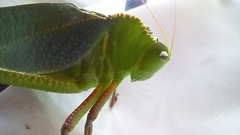 Steirodon