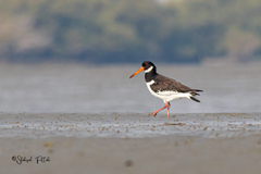 Haematopus ostralegus