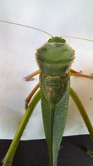 Steirodon