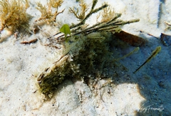 Pinna bicolor