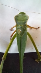 Steirodon