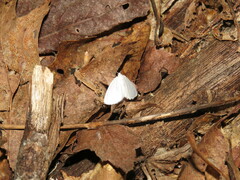 Lomographa vestaliata