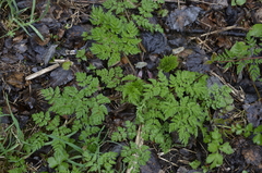 Anthriscus sylvestris